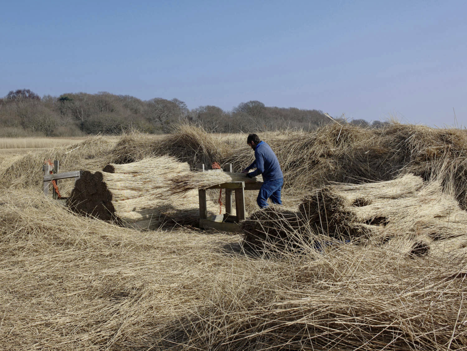 Reed bed